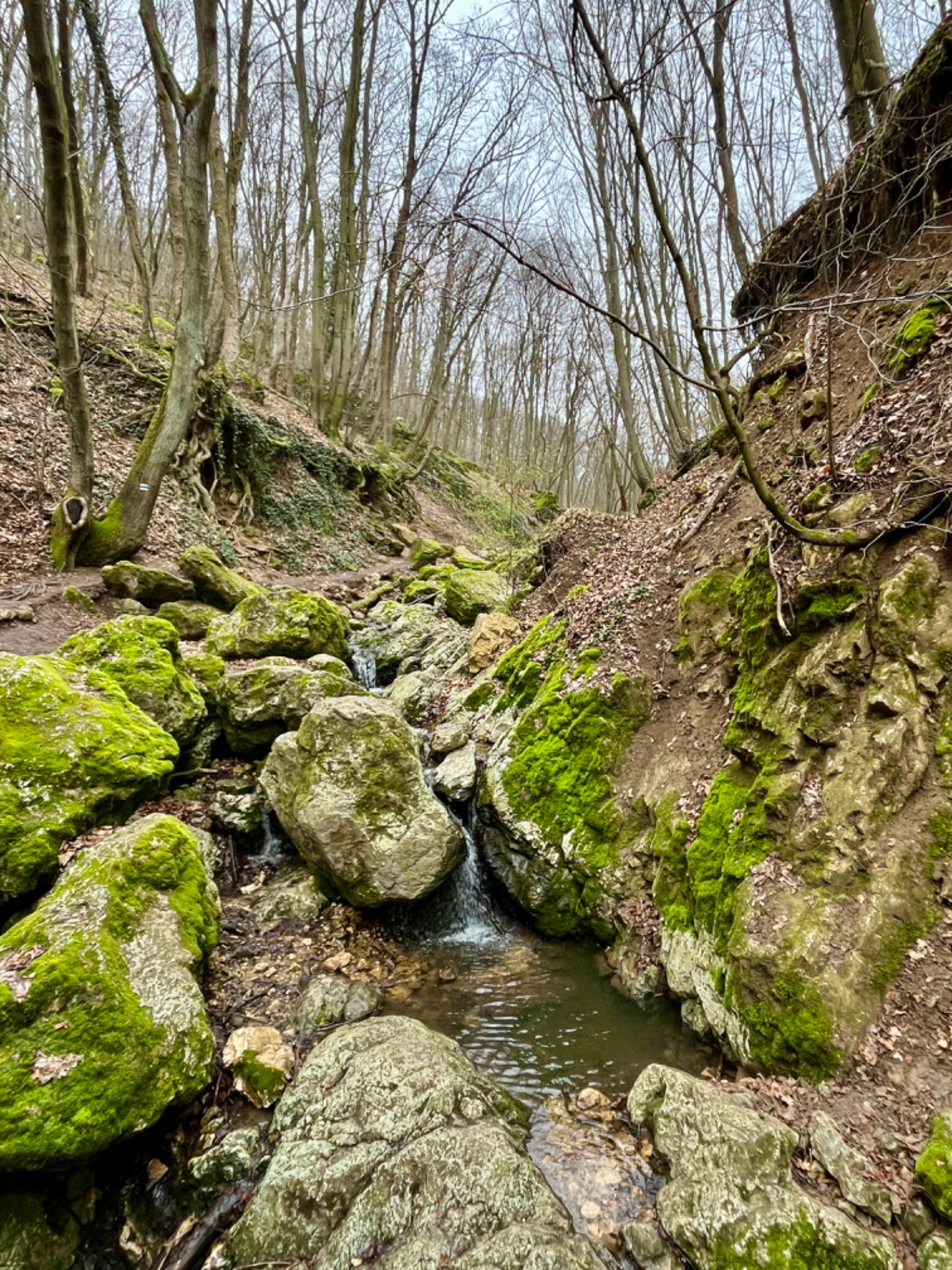 Csordogál a Dera-patak / Fotó: M.Regina