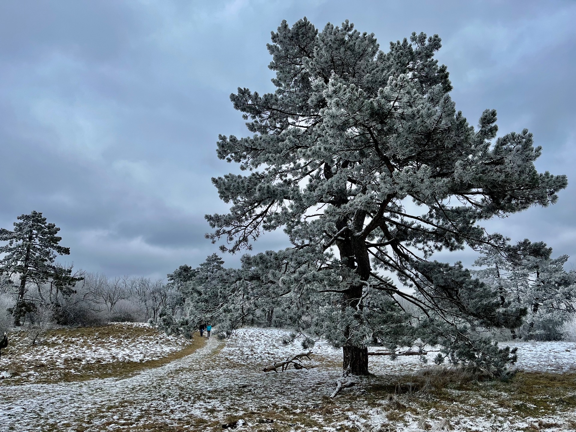 Ikonikus fenyő téli köntösben a Nagyszénás alatt / Fotó: M.Regina