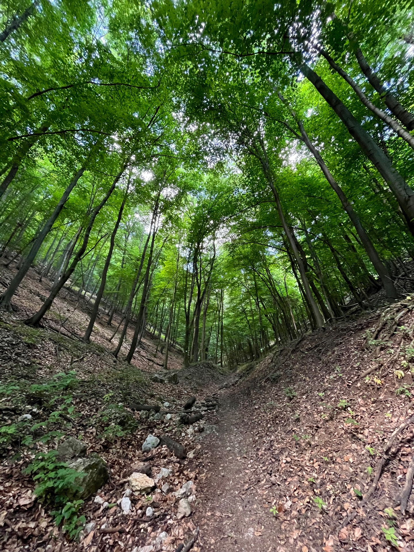 Mesés erdei útvonalunk / Fotó: M.Regina