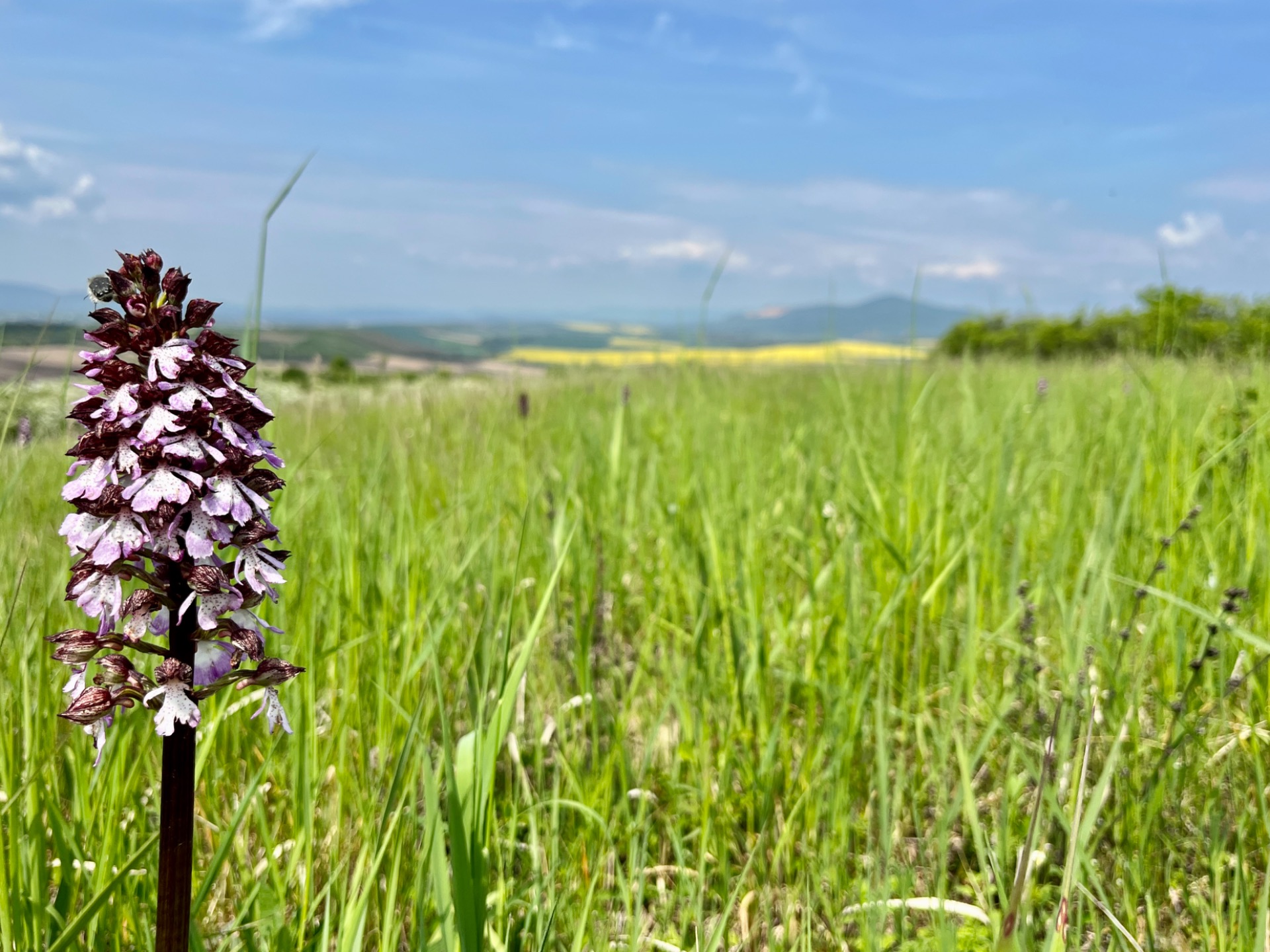 Bíboros kosbor / Fotó: M.Regina