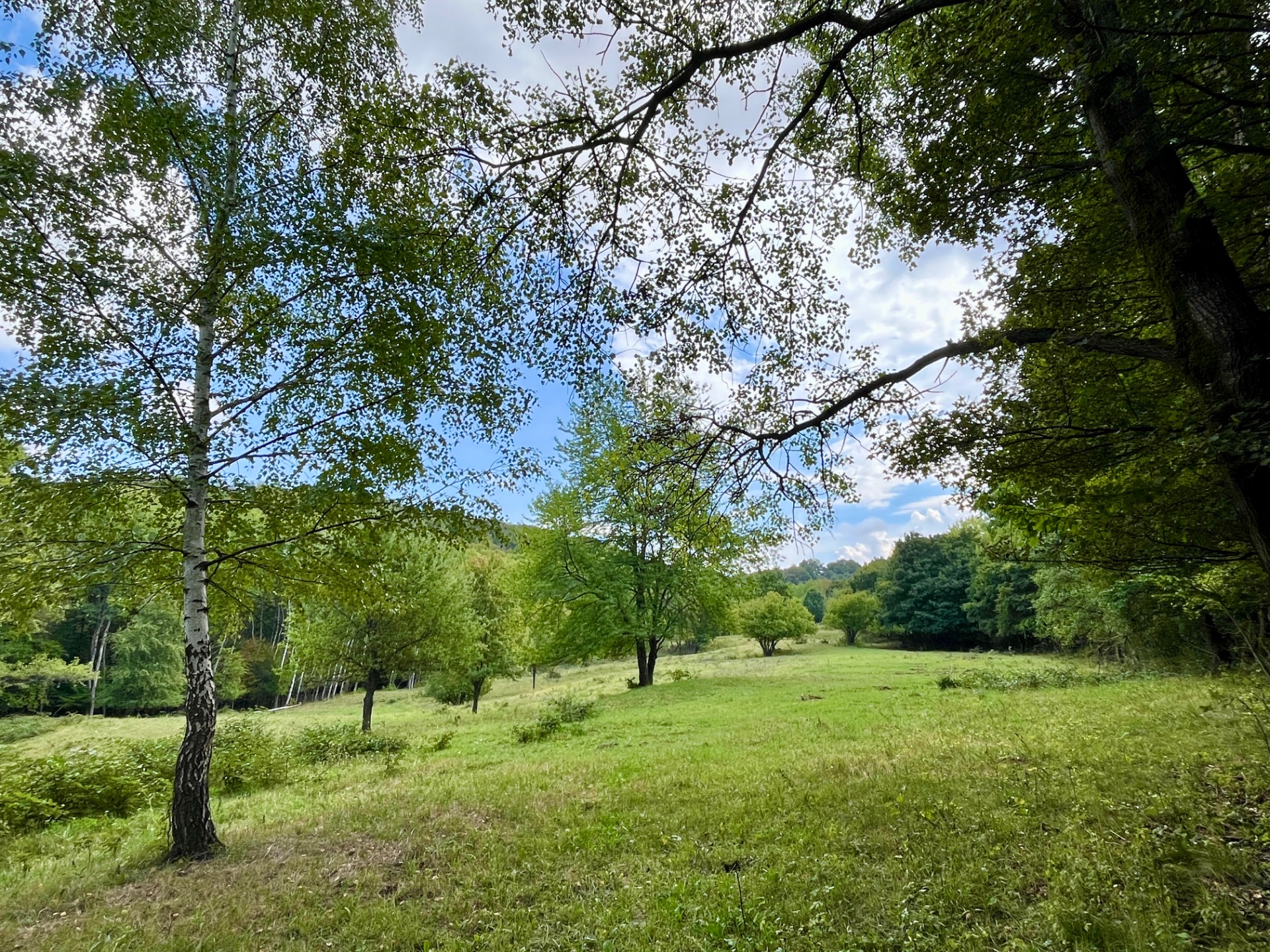 Fás legelő / Fotó: M.Regina