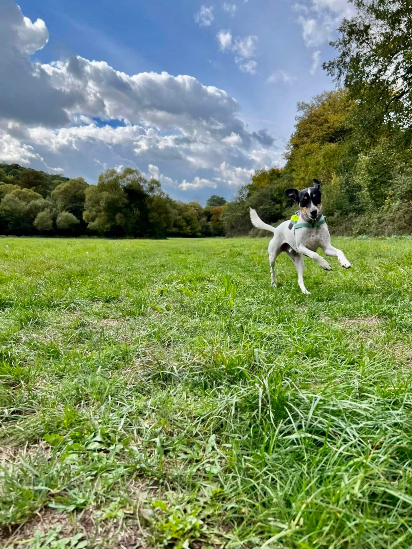 Boldog Mylo🐾💚 / Fotó: M.Regina